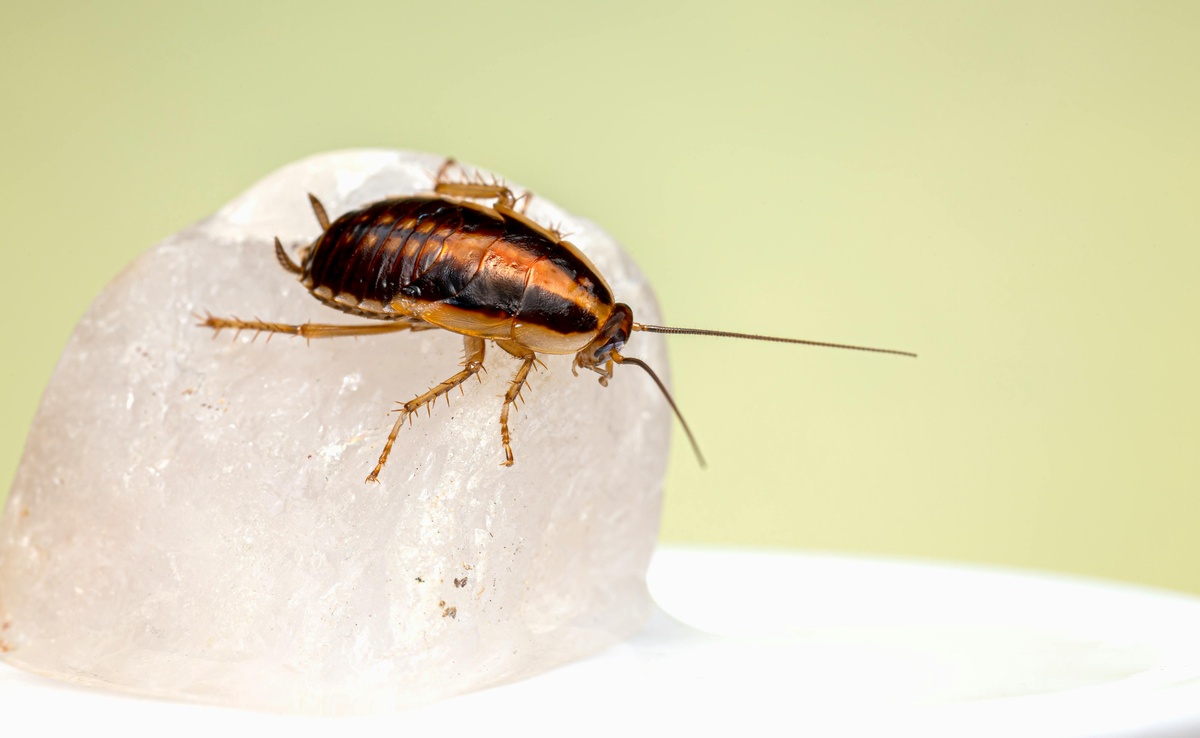 Cockroach in Sink Cockroach in a sink