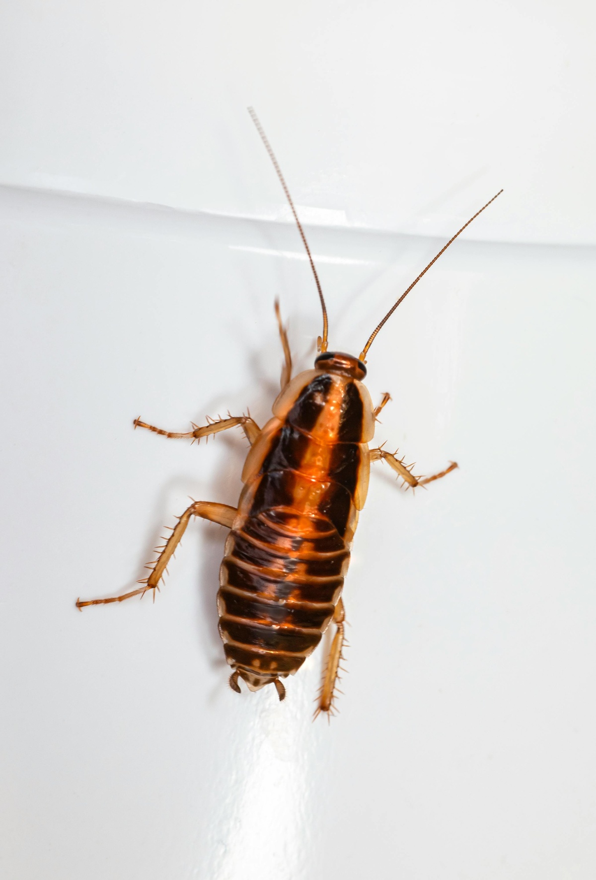 Cockroach in Home Cockroach in a home