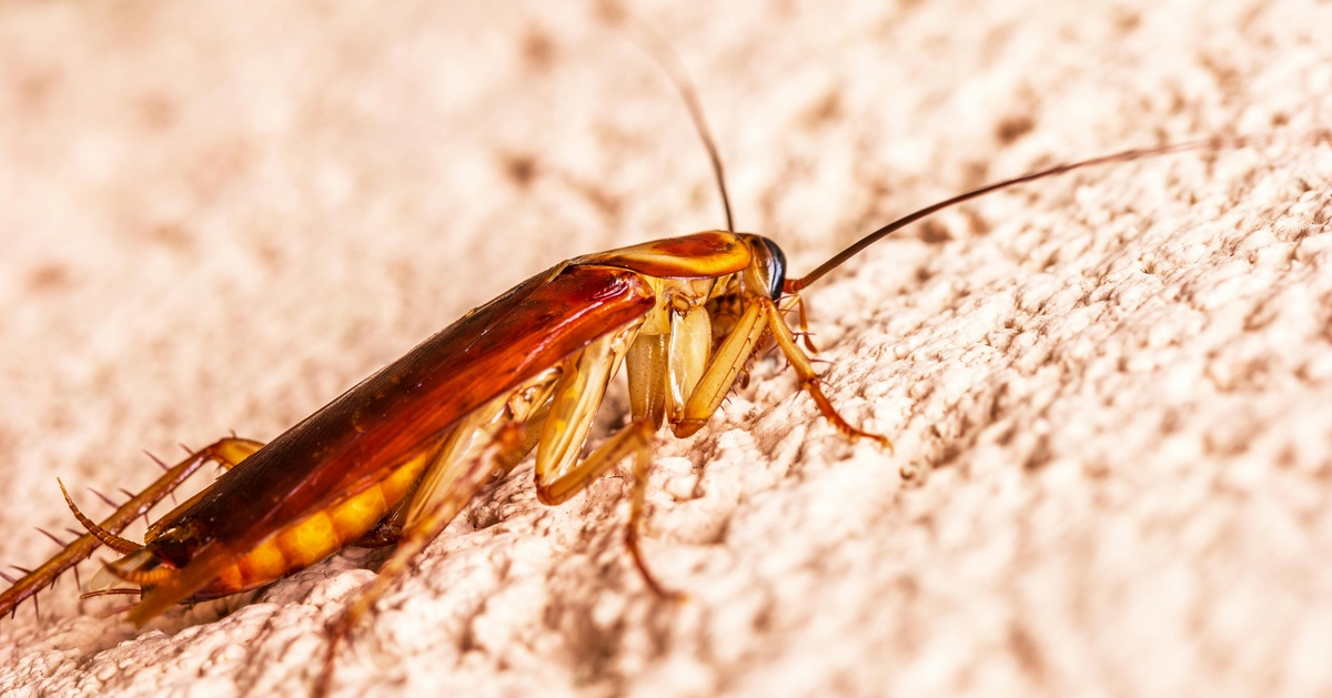 Cockroach Close-up Close-up of a cockroach