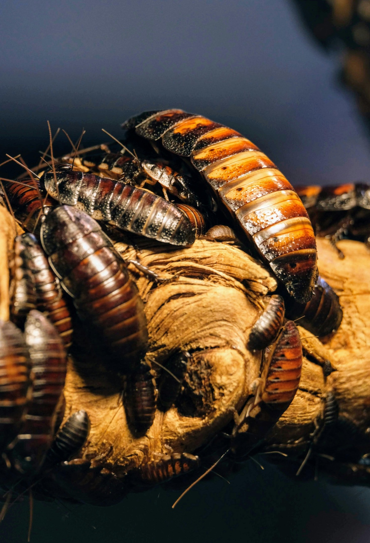 Cockroaches on Tree Many cockroaches on a tree