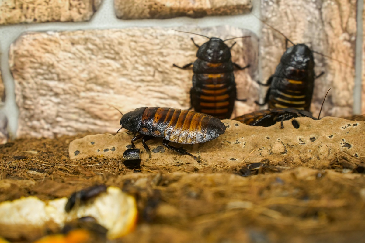 Cockroach Family Cockroach family